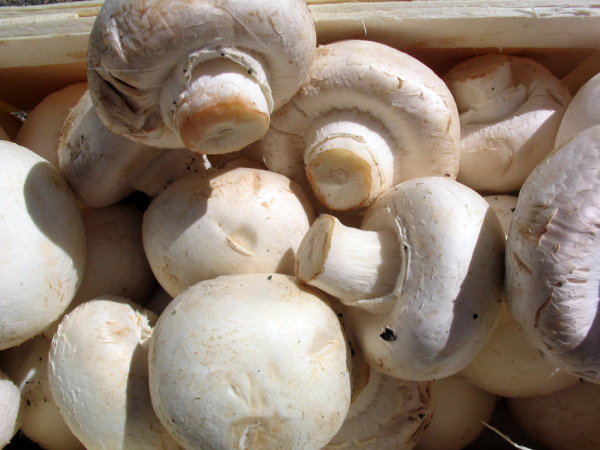 4 Common Types Of Edible Mushrooms
