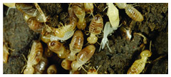 How To Get Rid Of Cockroaches By Using Approved Pesticides