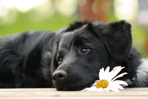 6 Best Ways To Honor Your Pet’s Memory