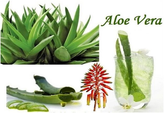 Natural Methods To Reduce Belly Fat - Advantages Of Aloe Vera Juice