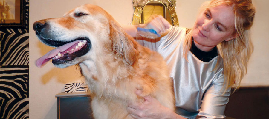 What To Expect From A Professional Pet Grooming