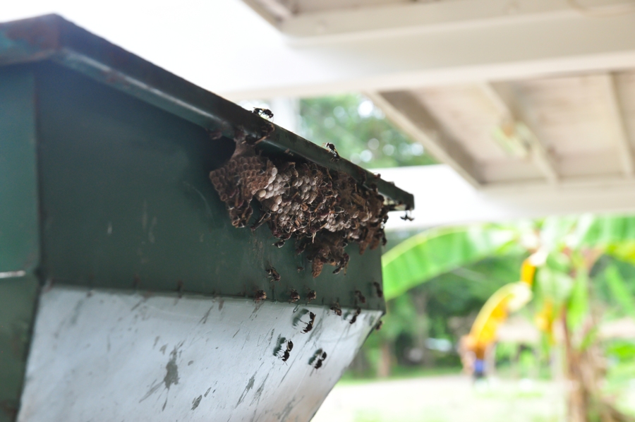 5 Ways To Keep Your House Free From Wasps