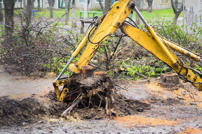 Why Licensed Arborist Is An Ideal Hiring Choice For Cutting Trees?