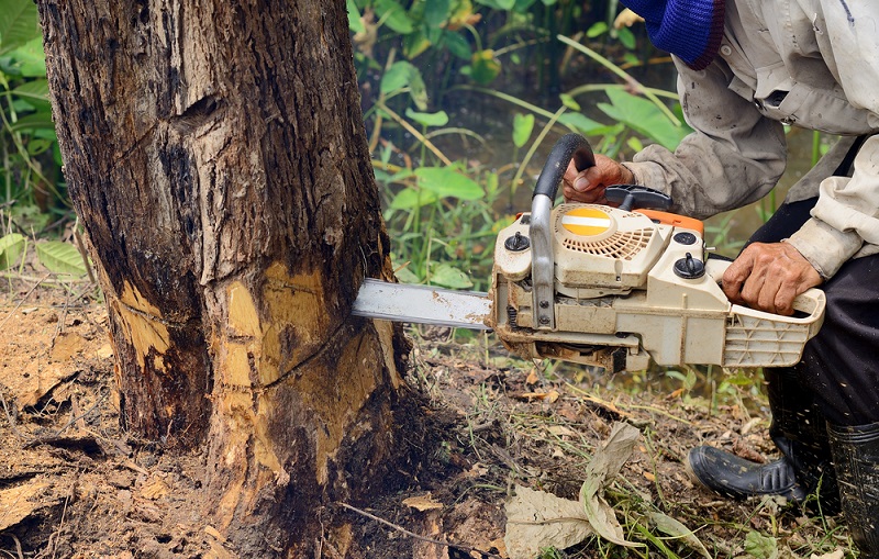 tree removal melbourne