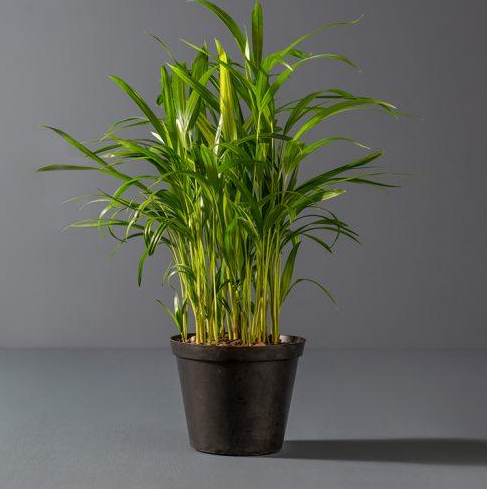 Pets Friendly 10 Best Air-Purifying Plants for Your Home or Office