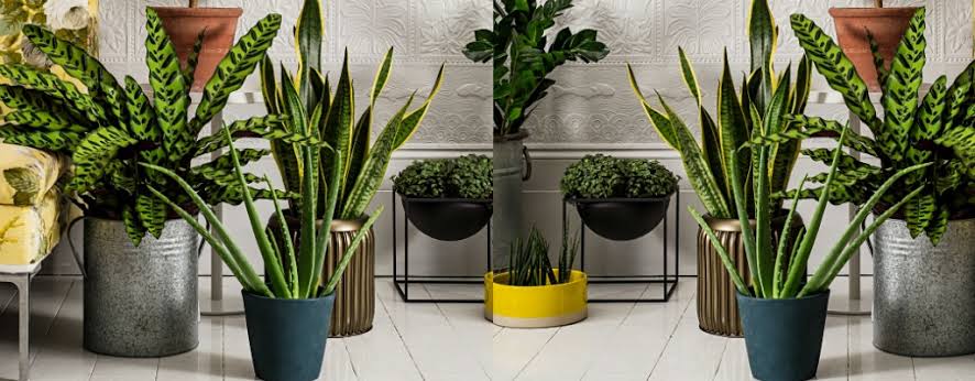 Pets Friendly 10 Best Air-Purifying Plants for Your Home or Office