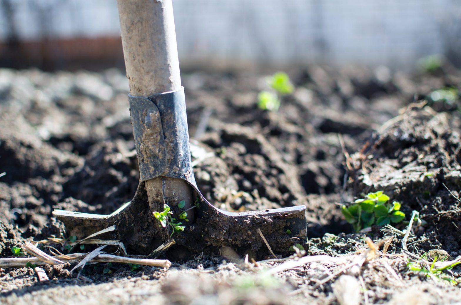 Strategies For Clearing Space in Your Yard When You're Ready to Expand Your Garden