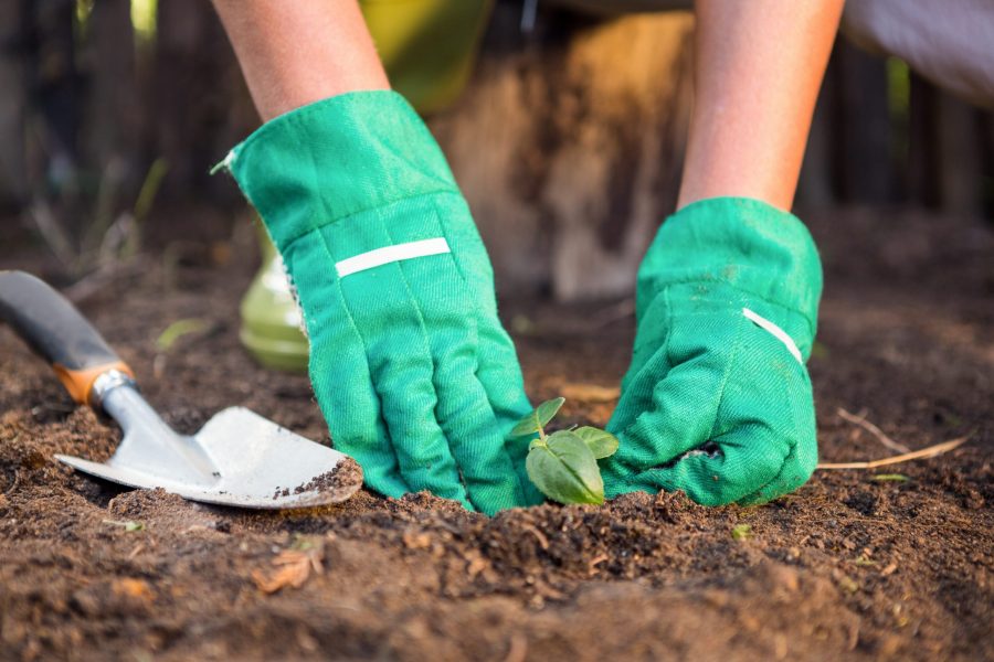 6 Alternatives to Soil For Your Garden